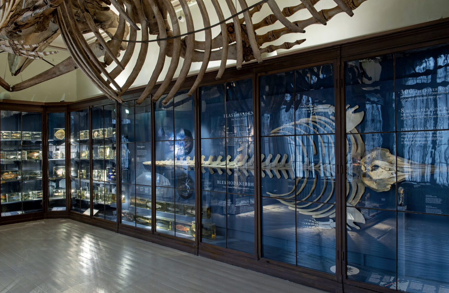 Historiske museumsmontre i mørkt tre fyller rommet under et stort hvalskjelett. Blåtonede glassflater, preparater, skjeletter og integrert grafikk skaper et lagdelt møte mellom den historiske samlingen og moderne formidling.